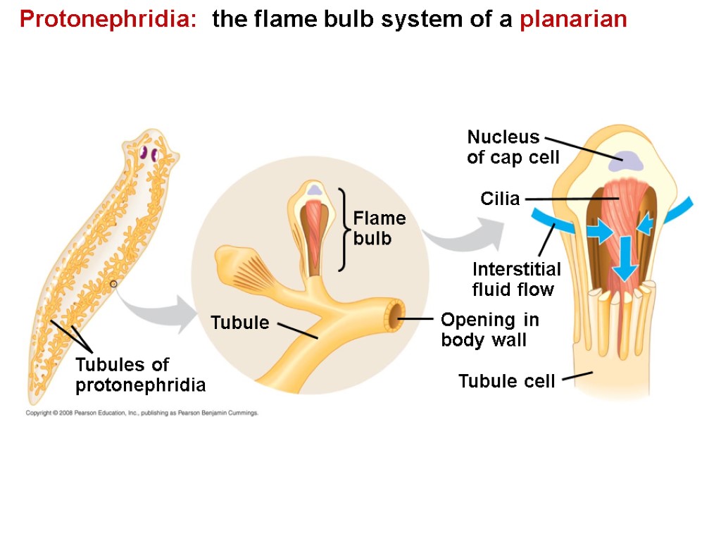 Protonephridia: the flame bulb system of a planarian Tubule Tubules of protonephridia Cilia Interstitial